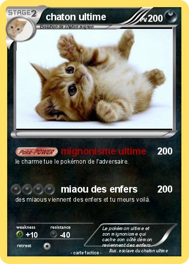 Pokemon chaton ultime