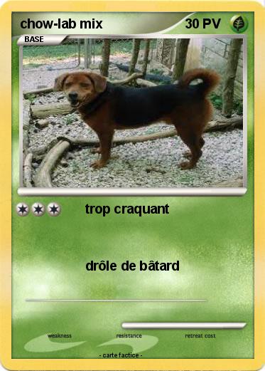 Pokemon chow-lab mix