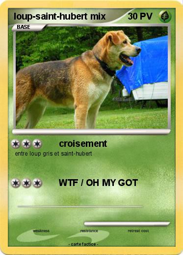 Pokemon loup-saint-hubert mix