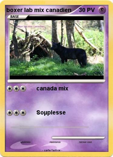 Pokemon boxer lab mix canadien