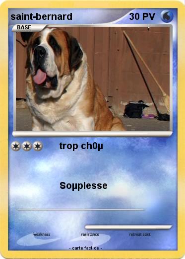 Pokemon saint-bernard