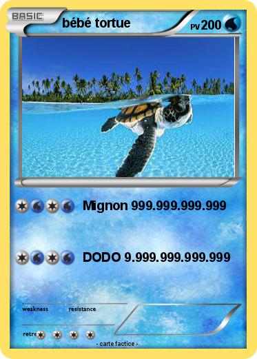 Pokemon bébé tortue