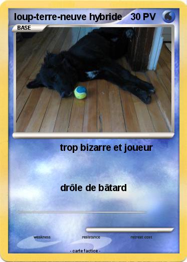 Pokemon loup-terre-neuve hybride