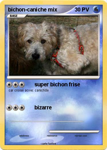 Pokemon bichon-caniche mix