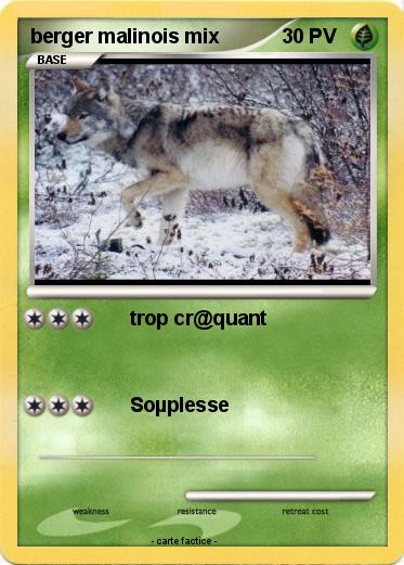 Pokemon berger malinois mix