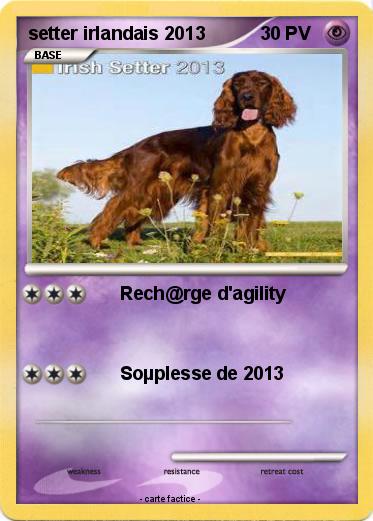 Pokemon setter irlandais 2013