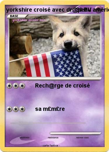 Pokemon yorkshire croisé avec dr@peau américain