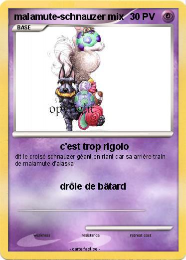 Pokemon malamute-schnauzer mix