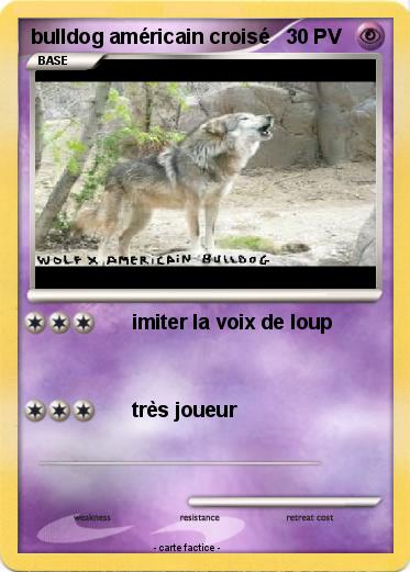 Pokemon bulldog américain croisé