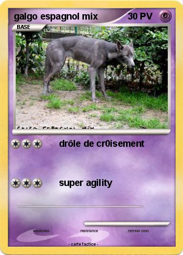 Pokemon galgo espagnol mix