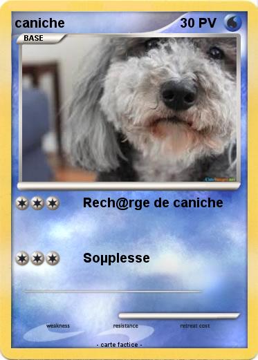 Pokemon caniche