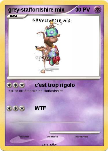 Pokemon grey-staffordshire mix