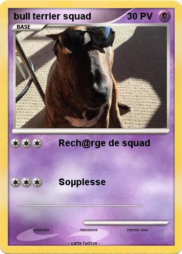 Pokemon bull terrier squad