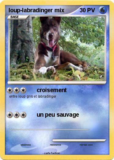 Pokemon loup-labradinger mix