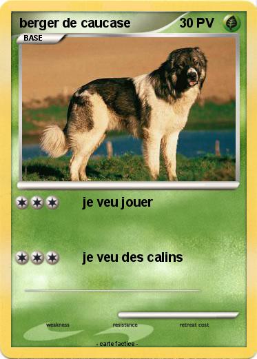 Pokemon berger de caucase