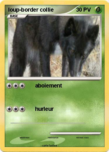 Pokemon loup-border collie
