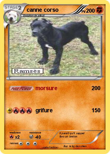Pokemon canne corso