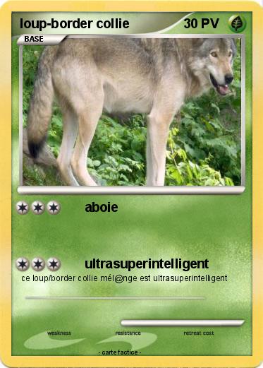 Pokemon loup-border collie
