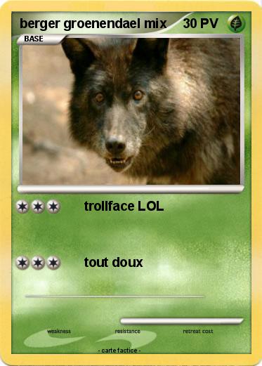 Pokemon berger groenendael mix