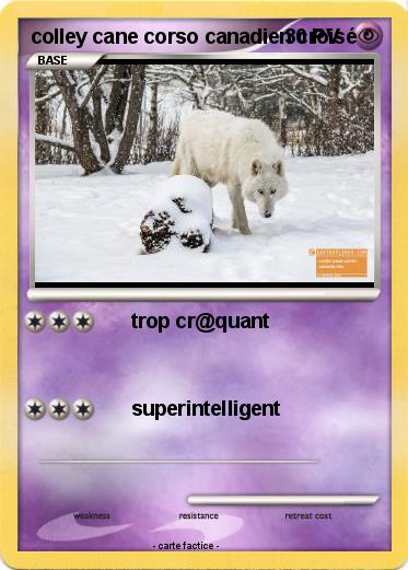 Pokemon colley cane corso canadien croisé