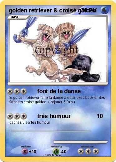Pokemon golden retriever & croisé golden