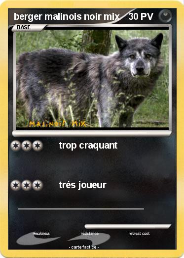 Pokemon berger malinois noir mix