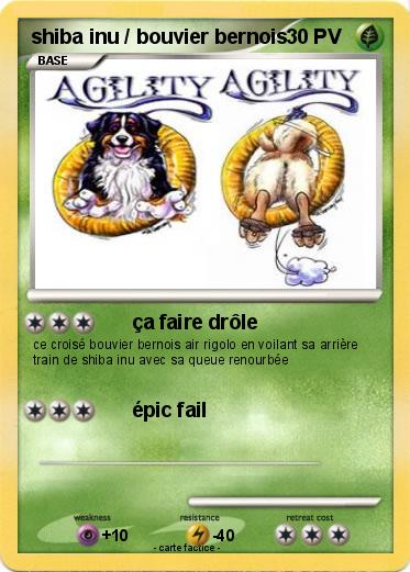 Pokemon shiba inu / bouvier bernois