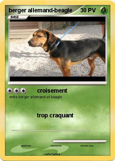 Pokemon berger allemand-beagle