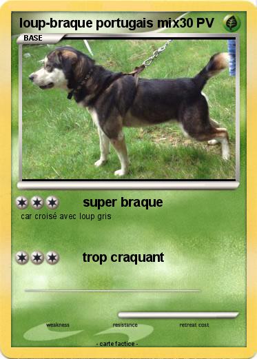 Pokemon loup-braque portugais mix