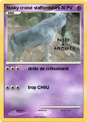 Pokemon husky croisé staffordshire
