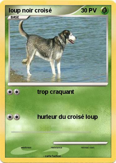 Pokemon loup noir croisé