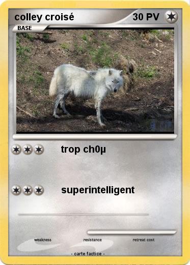 Pokemon colley croisé