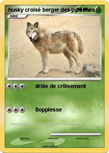 Pokemon husky croisé berger des pyrénées