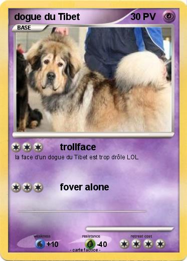 Pokemon dogue du Tibet