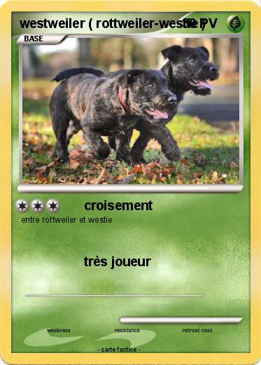 Pokemon westweiler ( rottweiler-westie )
