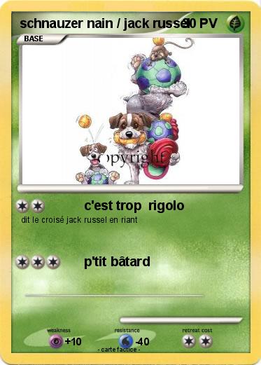 Pokemon schnauzer nain / jack russel