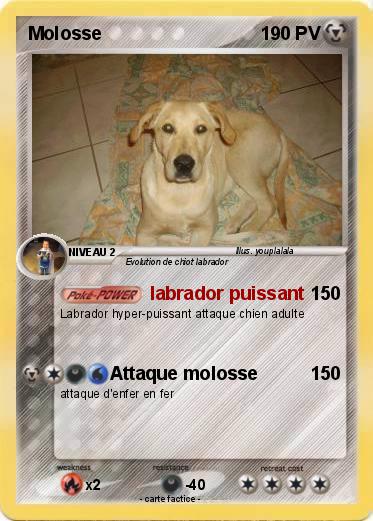 Pokemon Molosse