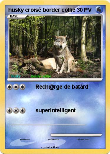 Pokemon husky croisé border collie