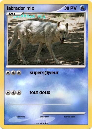 Pokemon labrador mix