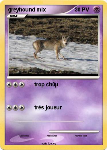 Pokemon greyhound mix