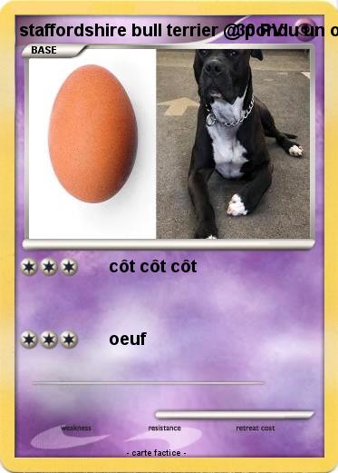 Pokemon staffordshire bull terrier @ pondu un oeuf