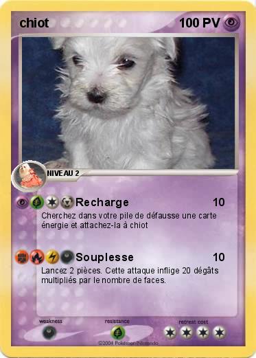 Pokemon chiot