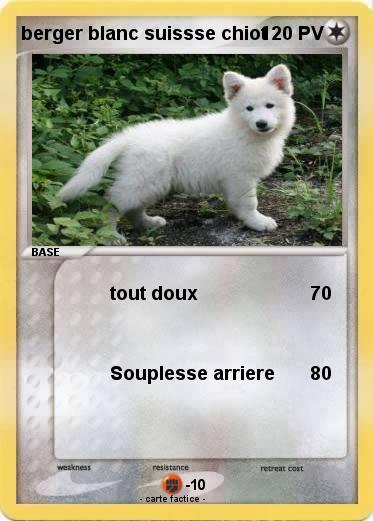 Pokemon berger blanc suissse chiot