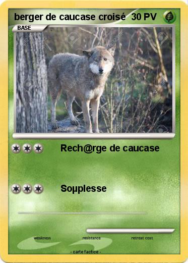 Pokemon berger de caucase croisé