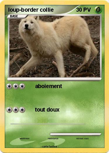 Pokemon loup-border collie