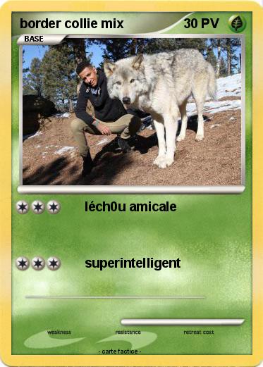 Pokemon border collie mix