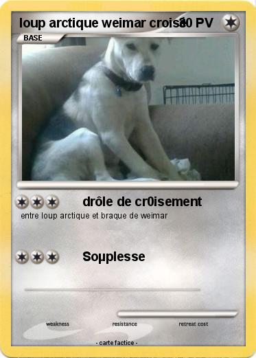 Pokemon loup arctique weimar croisé