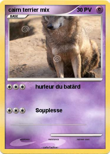 Pokemon cairn terrier mix