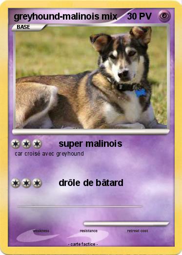 Pokemon greyhound-malinois mix