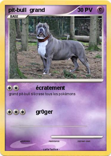 Pokemon pit-bull  grand